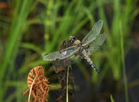 Image of: Libellula quadrimaculata