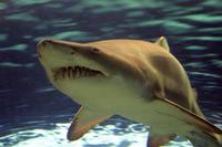 Carcharias taurus - Blue-nurse Sand Tiger