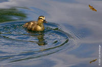 Image of: Anas platyrhynchos (mallard)