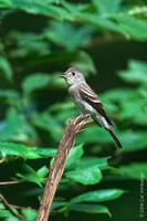 Image of: Contopus virens (eastern wood pewee)