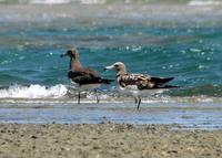 Image of: Larus hemprichii (sooty gull)