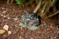 Image of: Macrodipteryx vexillarius (pennant-winged nightjar)