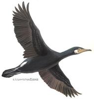 Image of: Phalacrocorax carbo (great cormorant)