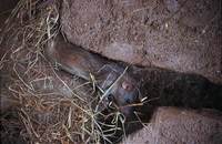 Rattus norvegicus - Brown Rat