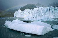 Photo: Leopard Seal