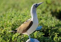 Photo: Blue-footed booby in the Galapagos Islands