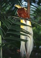 Photo: A captive lesser bird of paradise perched in a tree