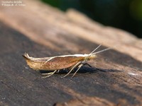 Ypsolopha dentella