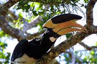 Malabar Pied Hornbill - Anthracoceros coronatus