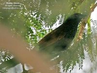 Philippine Coucal - Centropus viridis