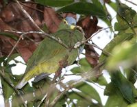 Blue-capped Fruit Dove - Ptilinopus monacha