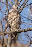 Northern Goshawk - Accipiter gentilis