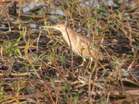 Yellow Bittern - Ixobrychus sinensis