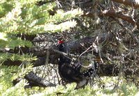 Spruce Grouse - Falcipennis canadensis