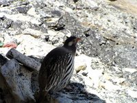 Tibetan Snowcock - Tetraogallus tibetanus