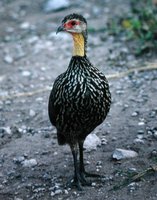 Yellow-necked Francolin - Francolinus leucoscepus