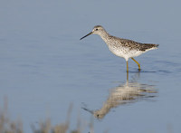 Marsh Sandpiper (Tringa stagnatilis) photo