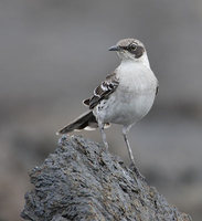 Galapagos Mockingbird (Nesomimus parvulus) photo