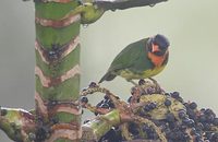 Orange-breasted Fruiteater (Pipreola jucunda) photo