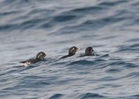 Parakeet Auklet - Aethia psittacula