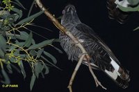 Slender-billed Black-Cockatoo - Calyptorhynchus latirostris