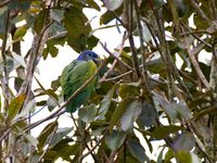 Blue-headed Parrot - Pionus menstruus