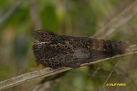 Blackish Nightjar - Caprimulgus nigrescens