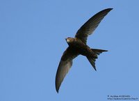 Common Swift - Apus apus