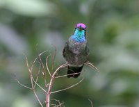 Magnificent Hummingbird - Eugenes fulgens