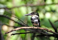 Green Kingfisher - Chloroceryle americana