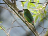 Crimson-rumped Toucanet - Aulacorhynchus haematopygus