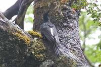 Magellanic Woodpecker - Campephilus magellanicus