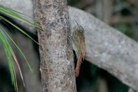 Striped Woodcreeper - Xiphorhynchus obsoletus