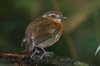 Chestnut-belted Gnateater - Conopophaga aurita