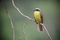 Social Flycatcher - Myiozetetes similis