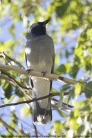 Black-faced Cuckoo-shrike - Coracina novaehollandiae