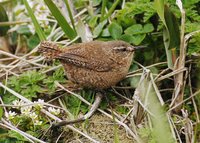 Winter Wren - Troglodytes troglodytes