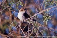 Mariqua Flycatcher - Bradornis mariquensis