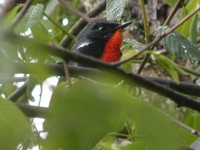 Firethroat - Luscinia pectardens