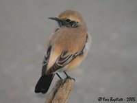 Desert Wheatear - Oenanthe deserti