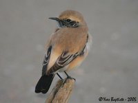 Desert Wheatear - Oenanthe deserti