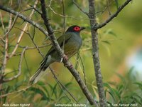 Green Figbird - Sphecotheres viridis