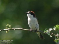 Woodchat Shrike - Lanius senator