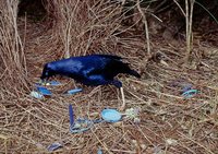 Satin Bowerbird - Ptilonorhynchus violaceus