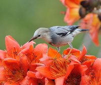 Red-billed Starling - Sturnus sericeus