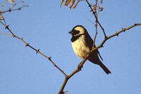 Cape Sparrow - Passer melanurus