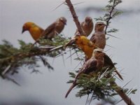 Taveta Golden-Weaver - Ploceus castaneiceps