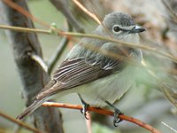 Plumbeous Vireo - Vireo plumbeus