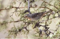 Tamarugo Conebill - Conirostrum tamarugense