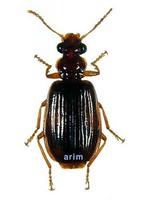 석점선두리먼지벌레 - Parena tripunctata